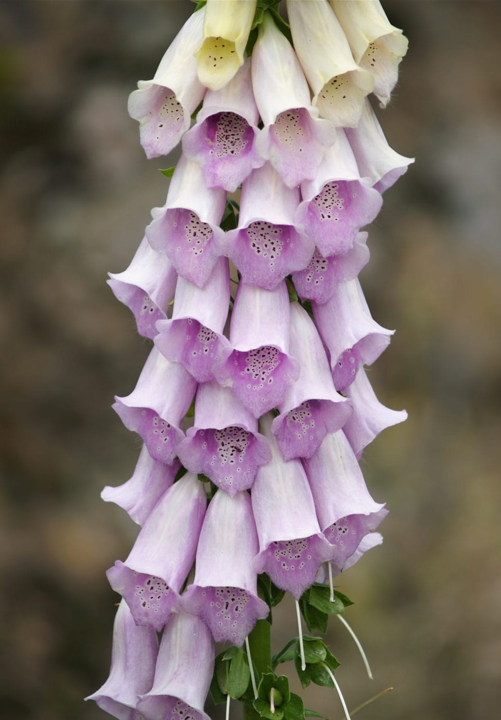 Close-up photograph of a purple foxglove spike, Digitalis purpurea, showing speckled throats inside the bell-shaped flowers