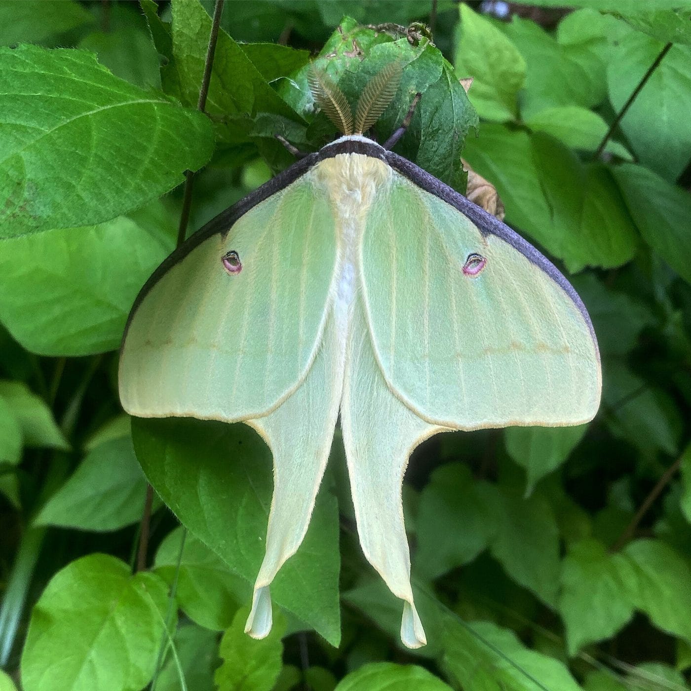 Luna moth, Actias luna, resting with pale green wings spread against dark green foliage