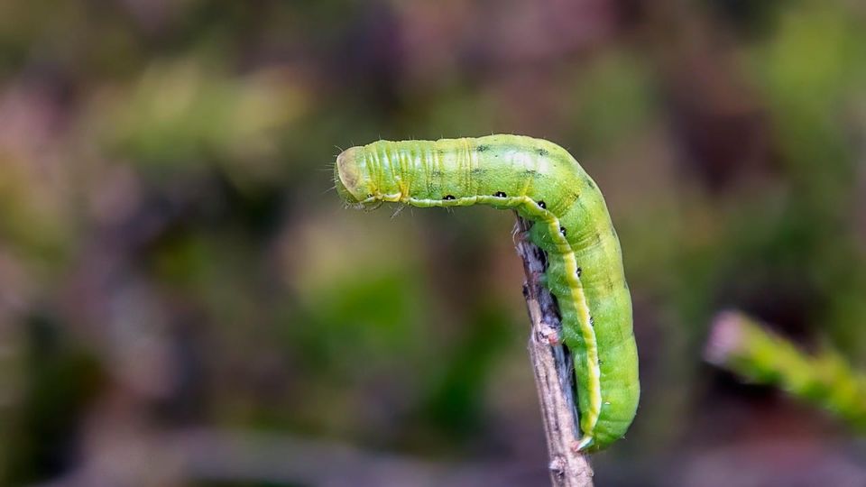 SAP Transformation Is Redefining the Role of the CISO