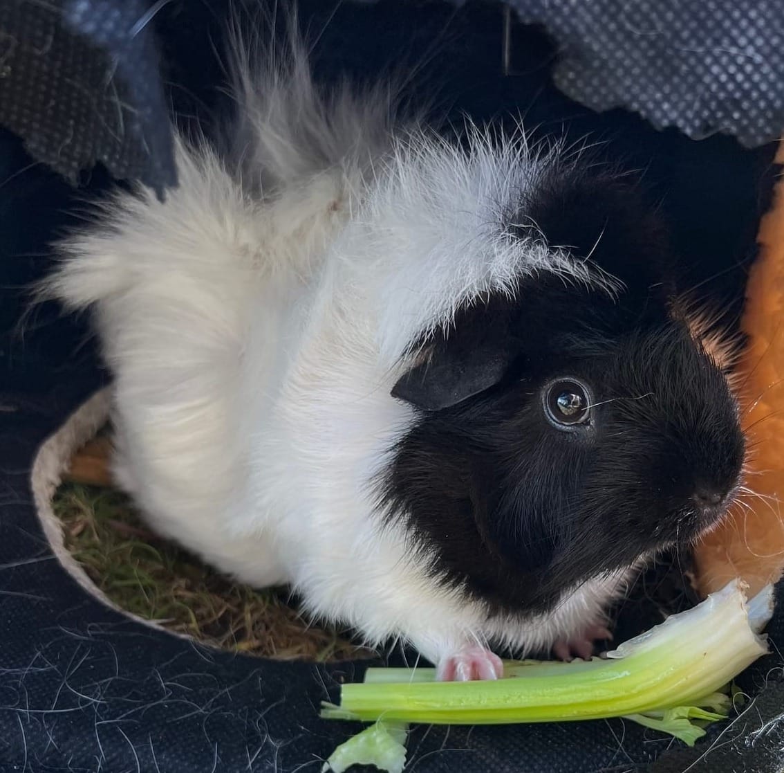 CONVERSATION PRACTICE : Parler de  son animal de compagnie (Level A1-A2)