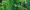 KUDZU: Dark Ecology of Envy