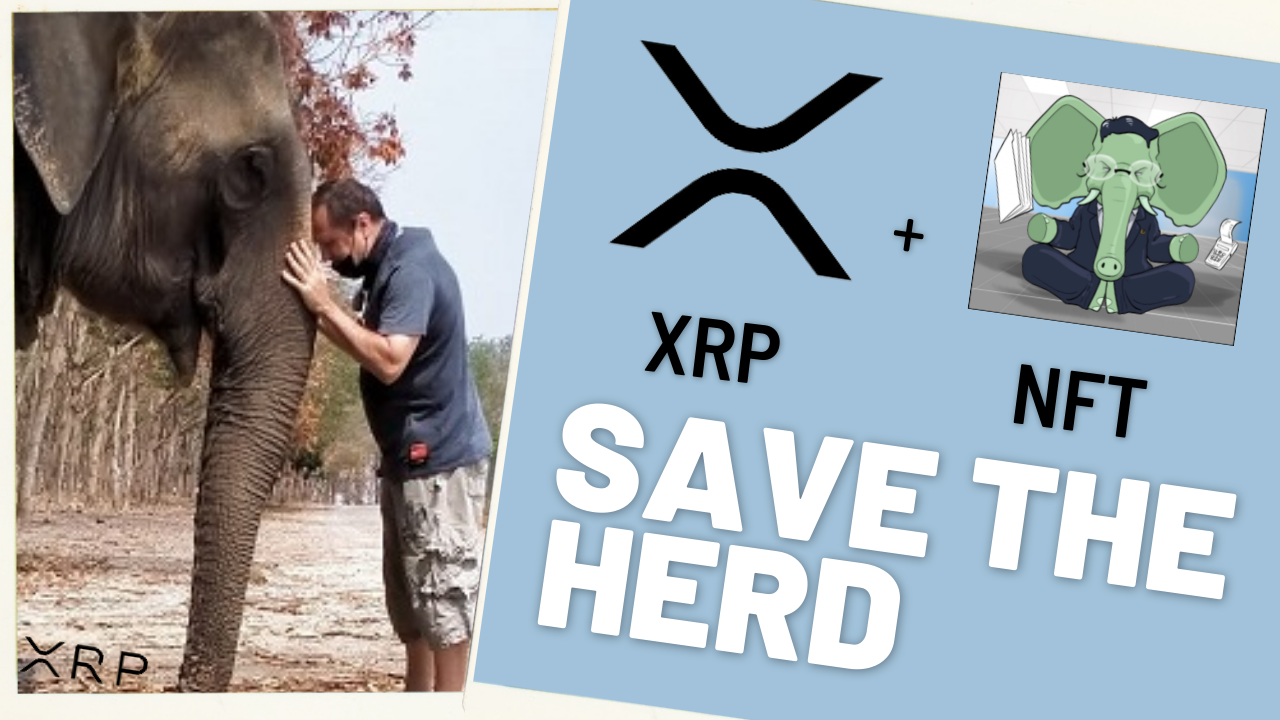 XRP and NFTs - Will Save The Elephant Herd - with guests DNI  and Daniel @XRPHerd