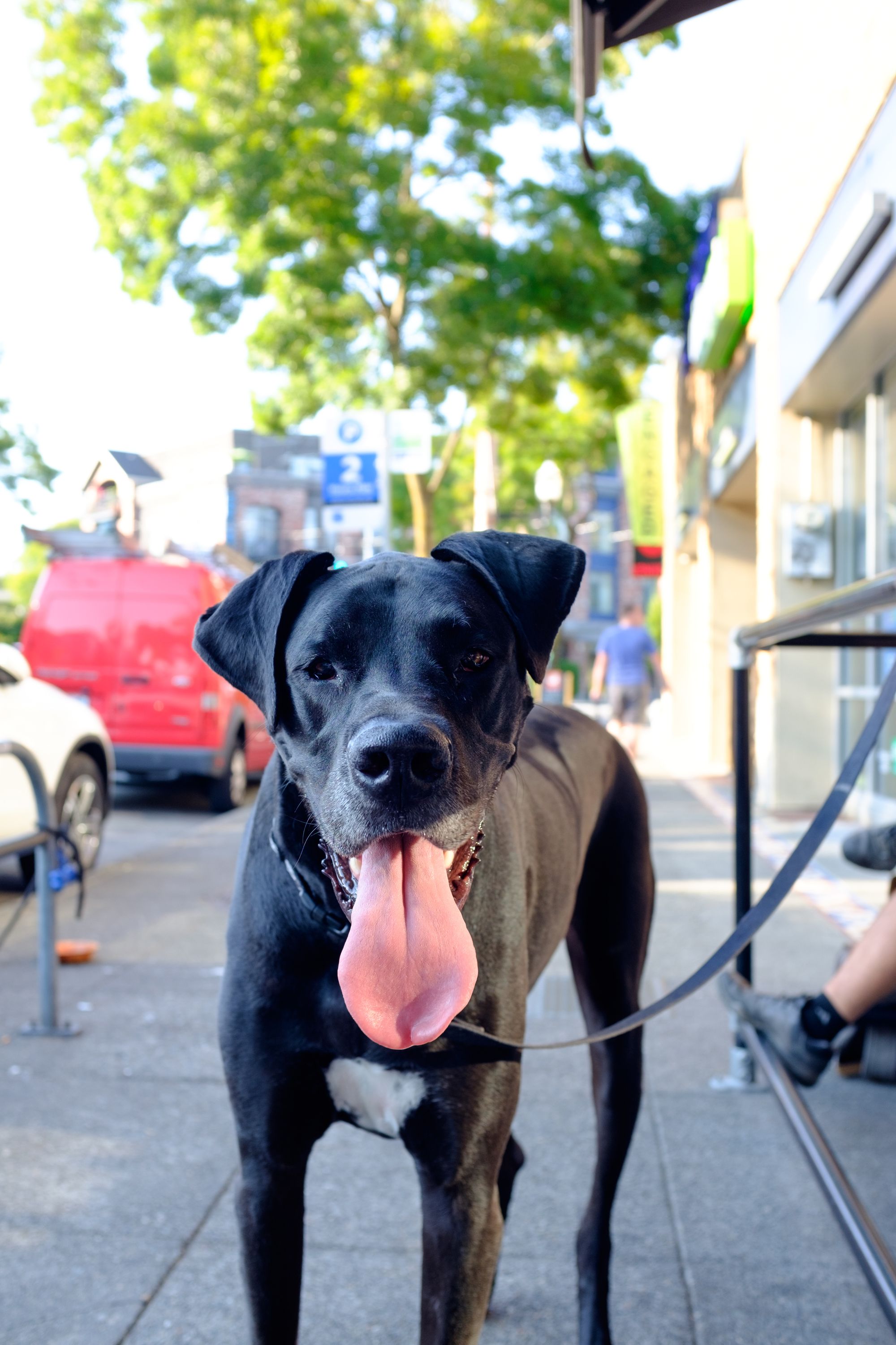 Great Danes like Bait Shop Seattle 2017