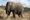 elephant in a dry grassy field