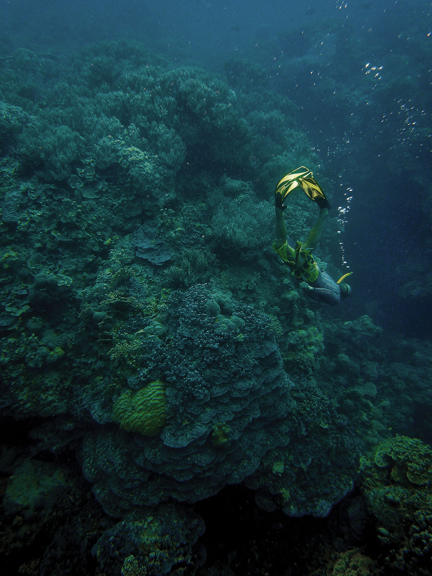 The Temotu Province of the Solomon Islands boasts pristine reefs with jaw-dropping diversity of coral and fish. So far, these remote islands have avoided the industry, industrial agriculture, concentrated tourism, and dense population centers that have severely damaged so many coral reefs around the world.