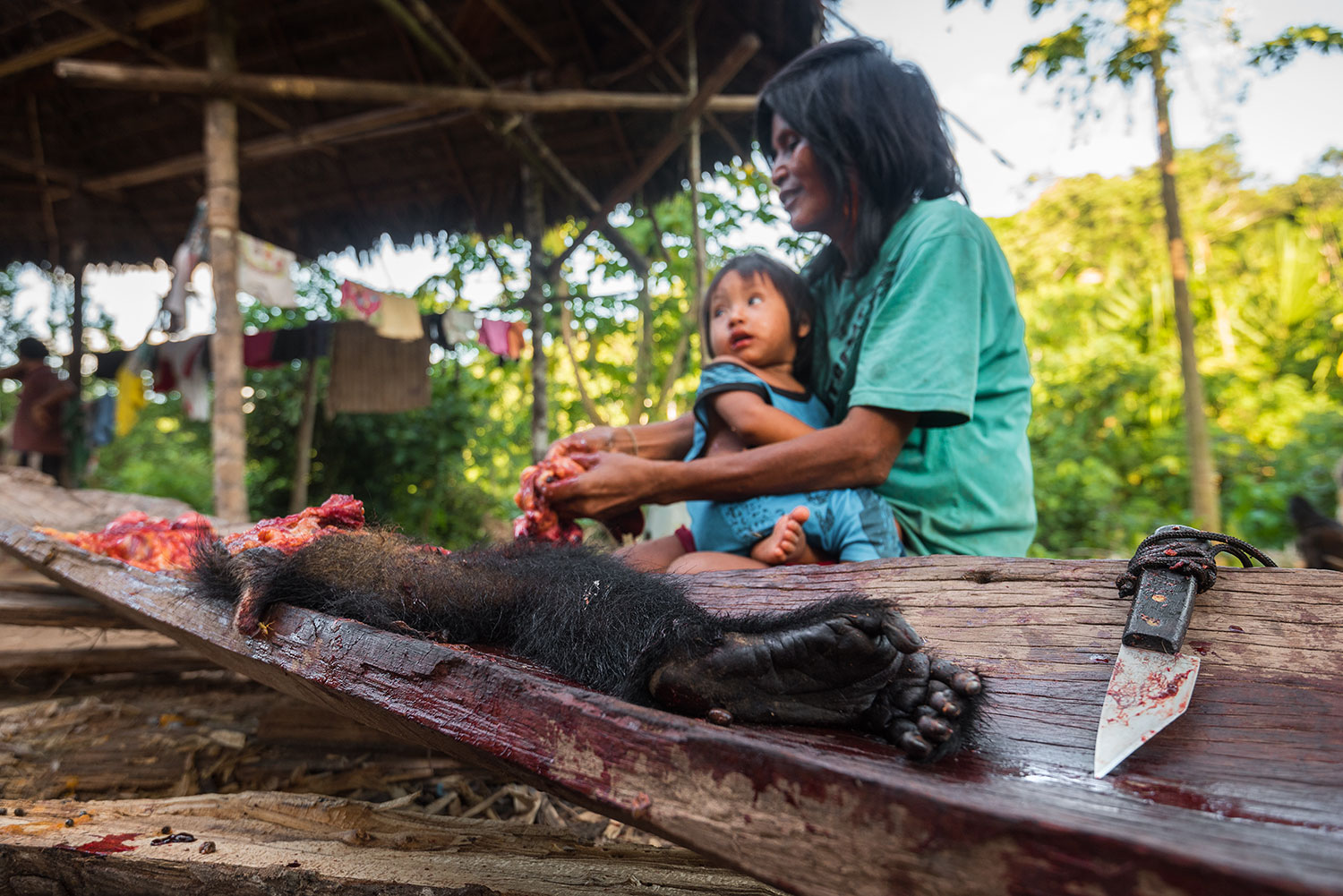 Spider monkeys represent an important source of protein for Matsigenka communities inside of Manu National Park. The use of traditional hunting methods ensure that the animals are not hunted. Photo: Lina Collado