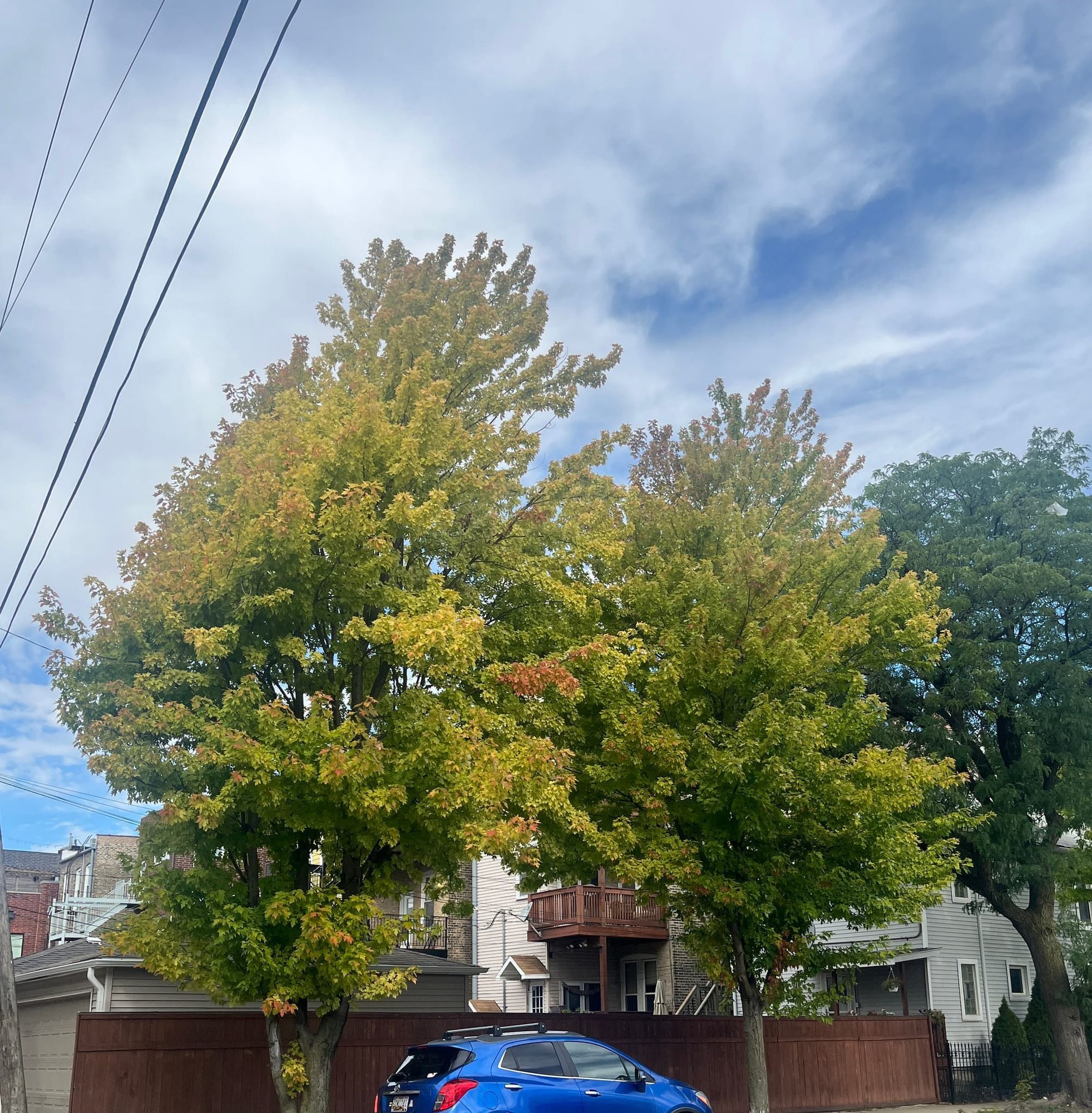 Tiny Autumn, Spotted!