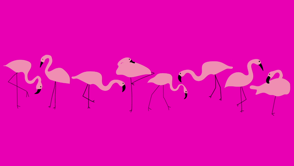 Flamingo