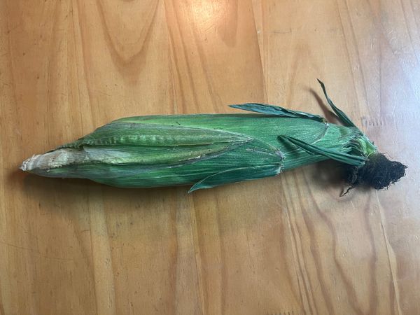 Corn Season Is Here and I’m Losing It!