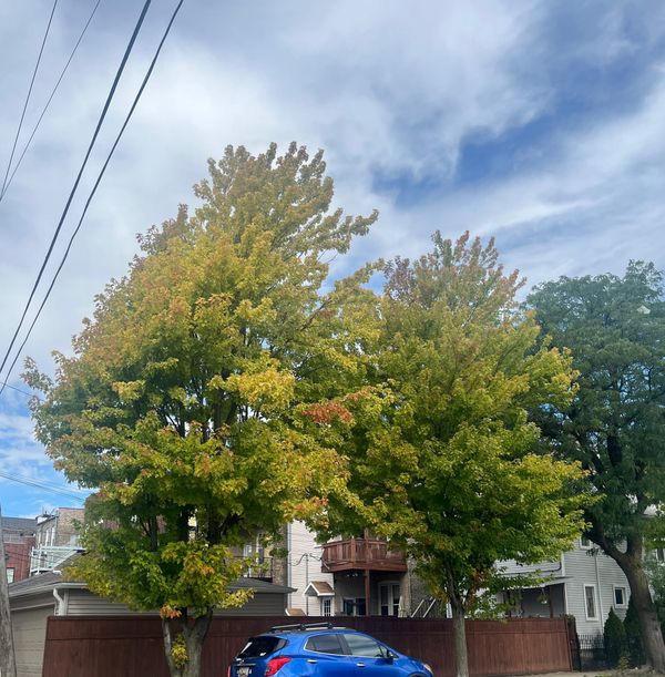 Tiny Autumn, Spotted!