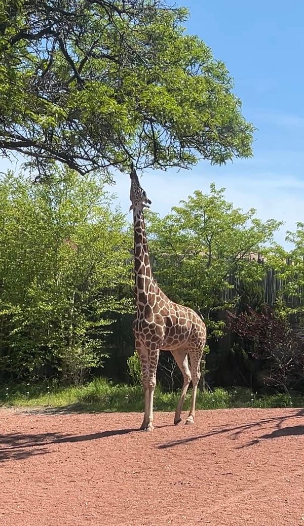 My First Time at Lincoln Park Zoo!