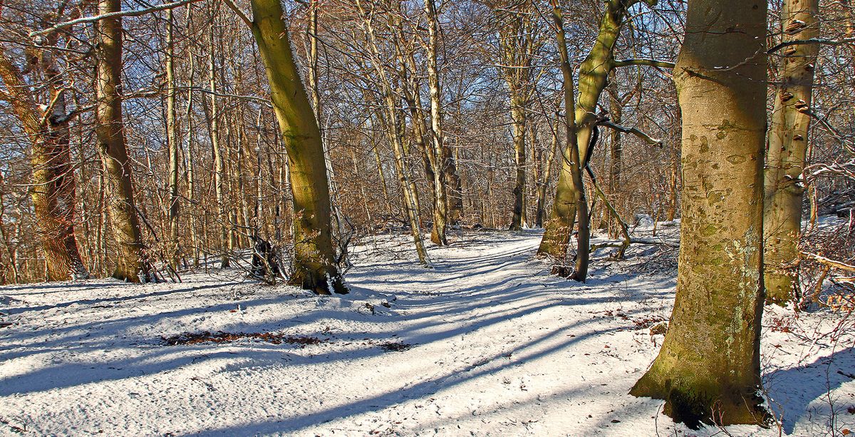 Padurea Baneasa - plantare copaci