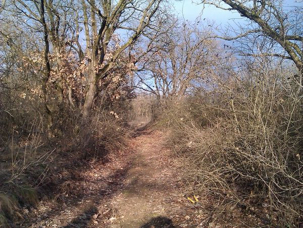 Gârboavele XC: 95% din traseu e pe drumuri forestiere şi poteci