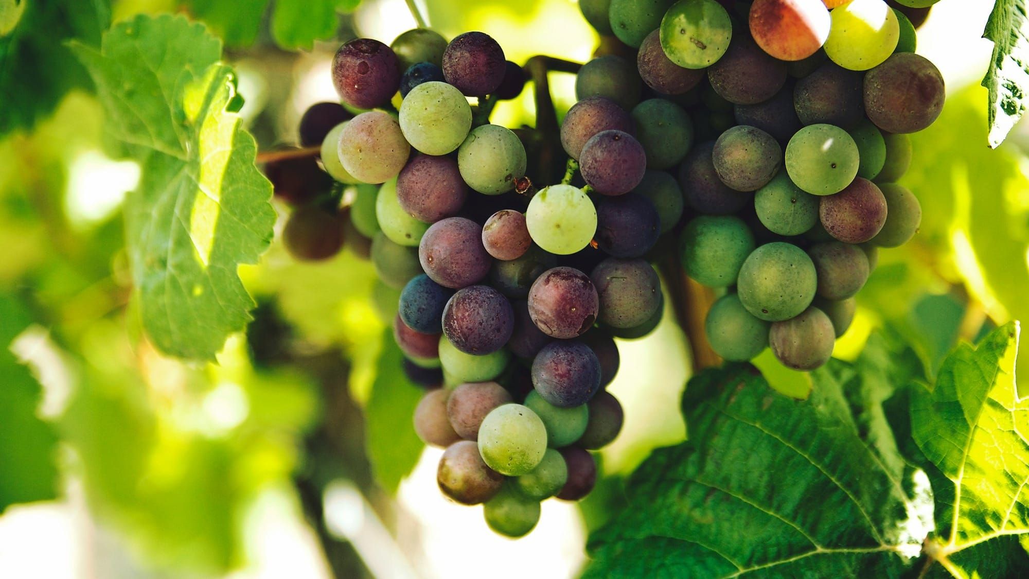 Startups are now the low-hanging fruits for hackers