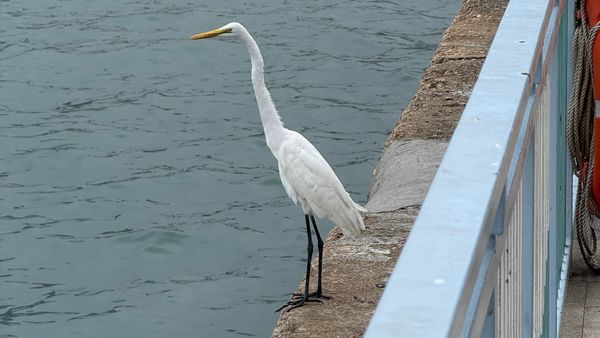 Real hackers are opportunists