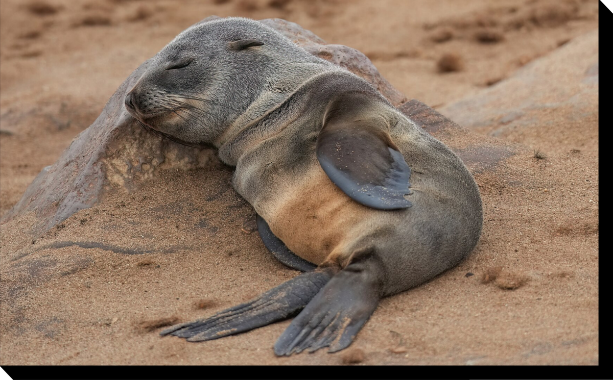 This Tiny Baby Seal Is Officially The Cutest Thing On The Internet Today