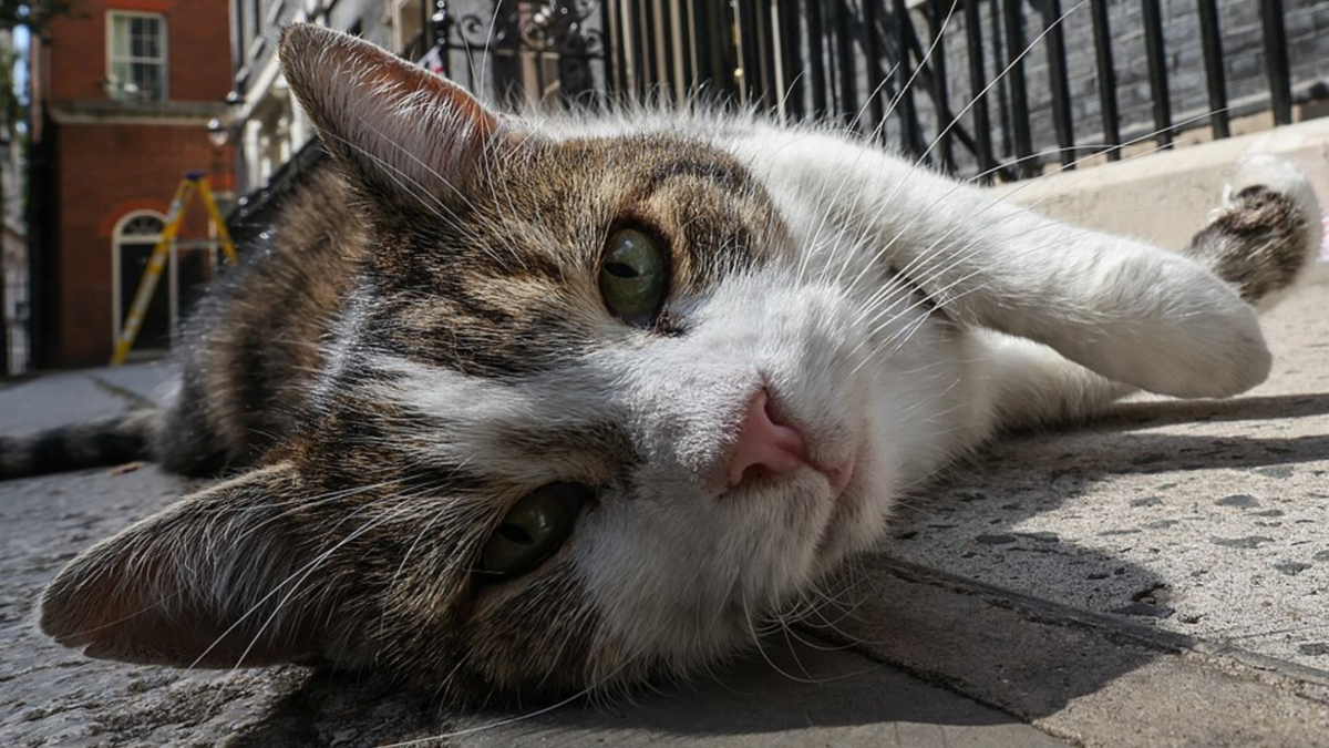Larry The Cat Has Officially Outlasted Six Prime Ministers
