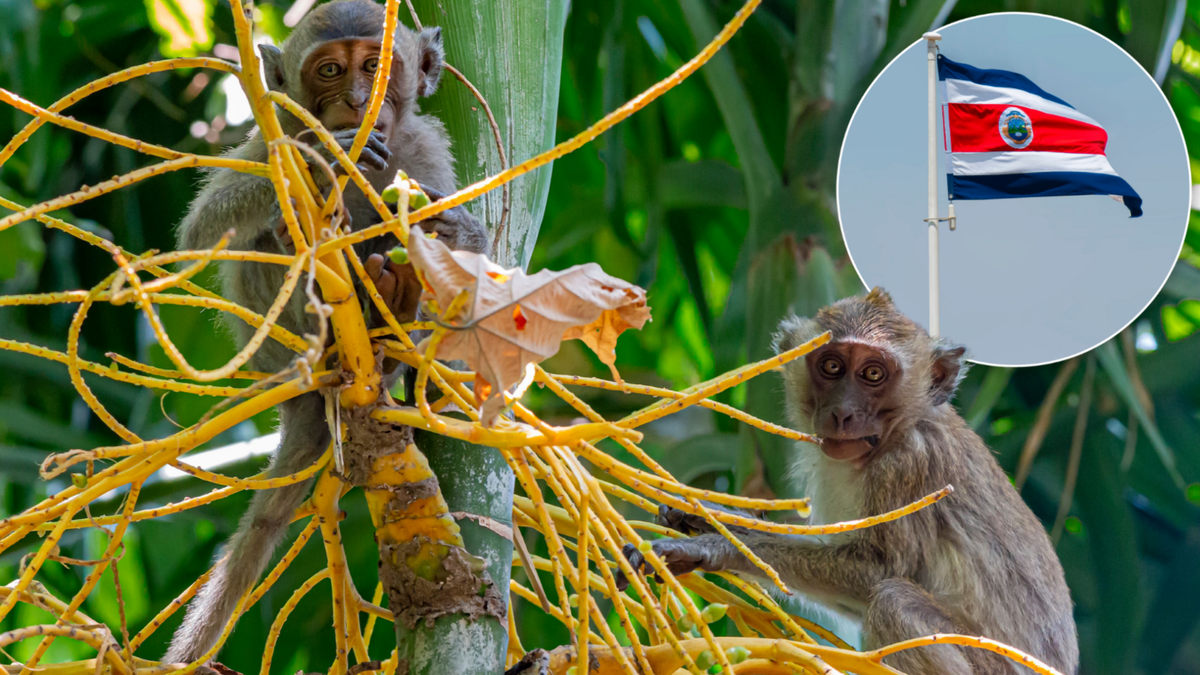 Costa Rica Is The First Tropical Country To Reverse Deforestation