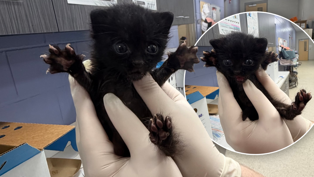 This Is What A Hug Request Looks Like From A Foster Kitten