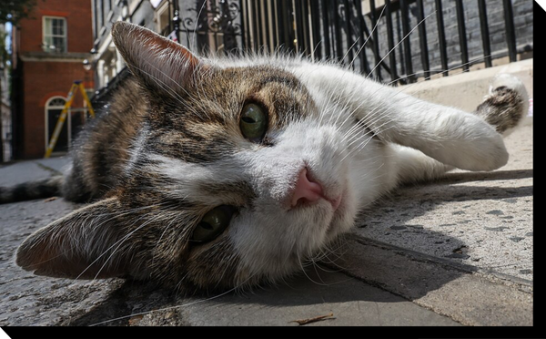 Larry The Cat Has Officially Outlasted Six Prime Ministers