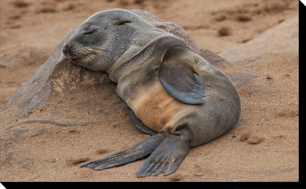 This Tiny Baby Seal Is Officially The Cutest Thing On The Internet Today