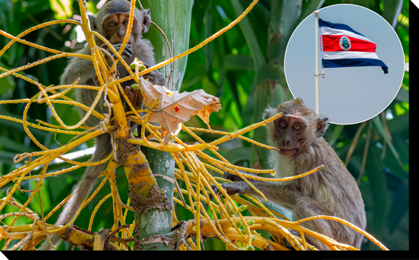 Costa Rica Is The First Tropical Country To Reverse Deforestation