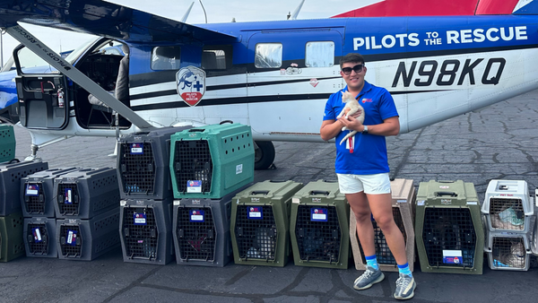 This Guy Flew 21 Dogs And 8 Cats From Florida To Connecticut To Get Adopted