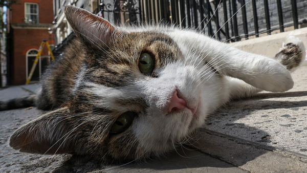 Larry The Cat Has Officially Outlasted Six Prime Ministers