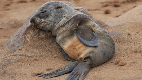 This Tiny Baby Seal Is Officially The Cutest Thing On The Internet Today