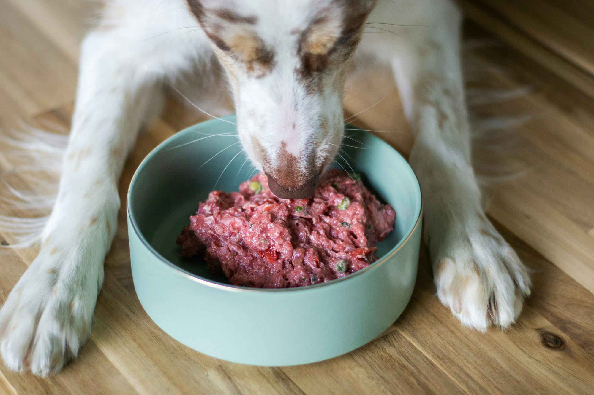 The Fresh Food Showdown: The Farmer’s Dog vs. Nom Nom vs. Open Farm 🥣🥊