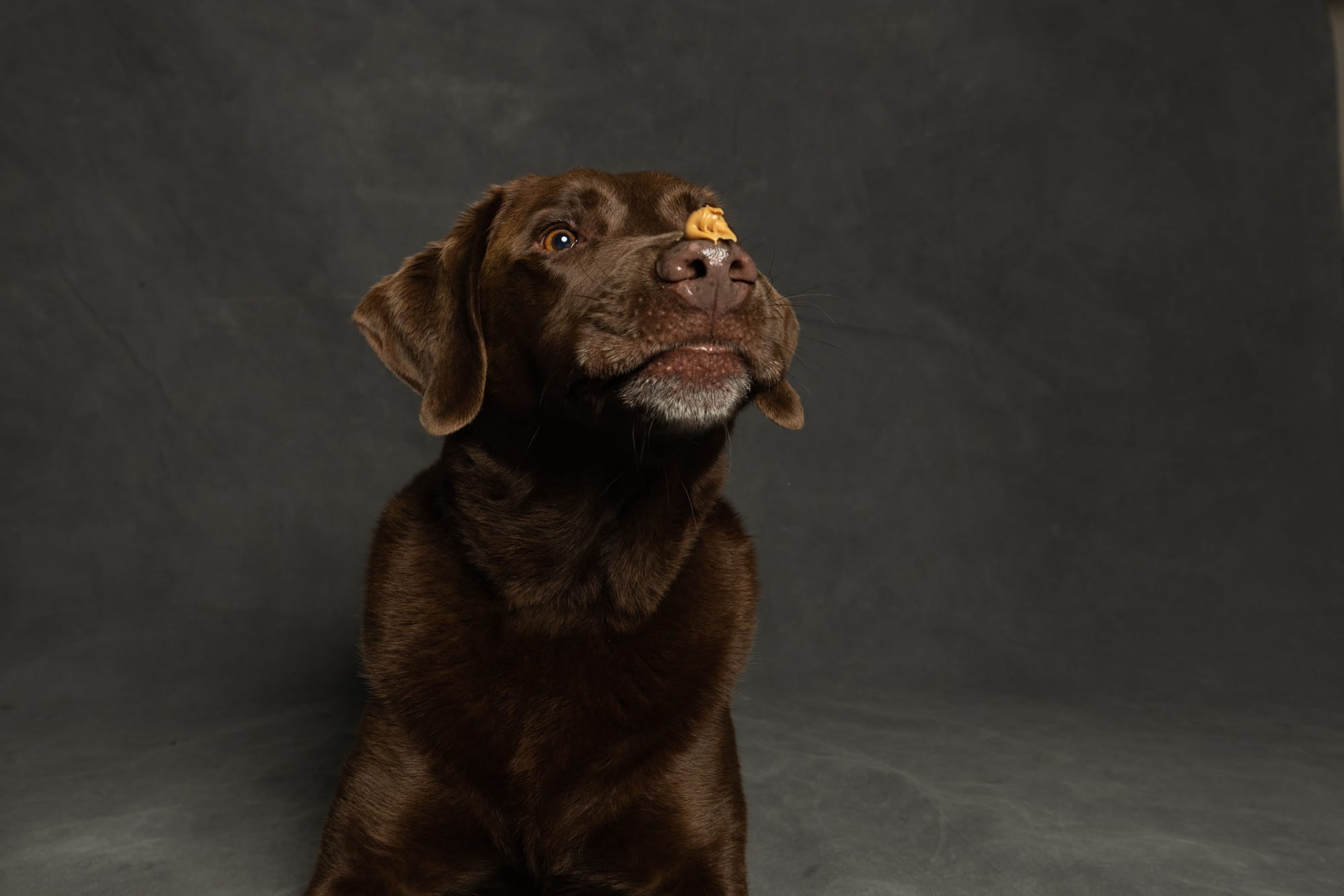 Native Pet Spotlight: Is This the Cleanest Supplement on the Market? 🌿✨