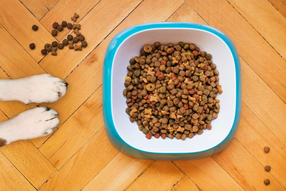 A photo of Dog looking at Purina pro performance dry dog food 