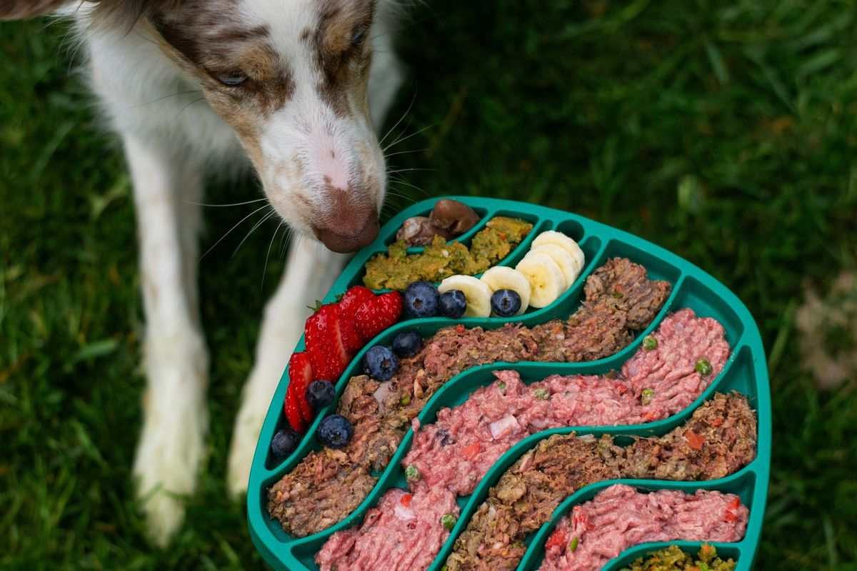 Dog Eating raw food. Beef liver for dogs