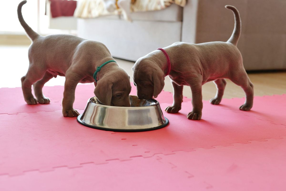 What to feed a new puppy.New puppy trying to understand what to feed them