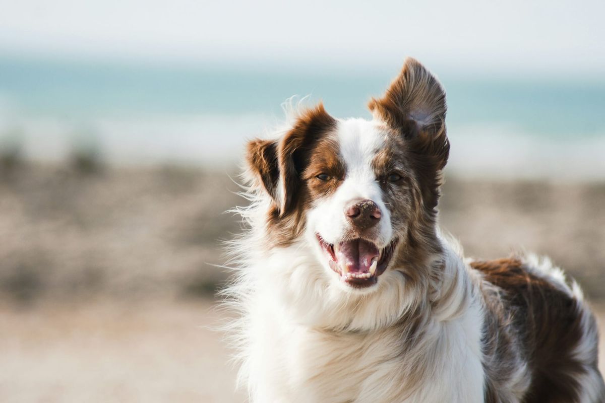 Complete Nutrition in dogs. Best dog diet. 