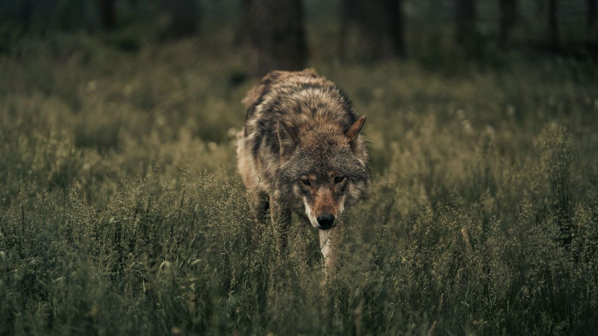 Taste of the wild dog food . picture of wolf walking in the wilderness showing is this dog food really there ancient food that wolves eat