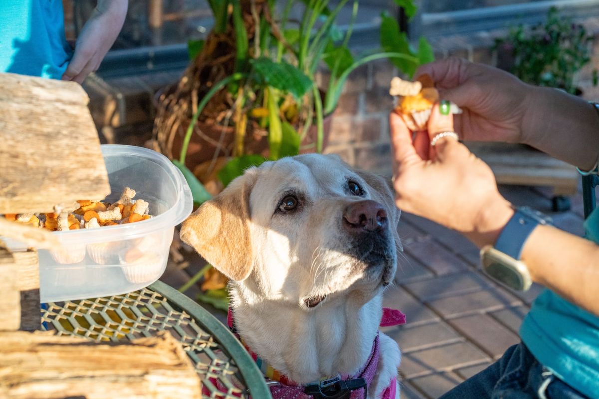 Dog patiently waiting for his human to feed him human food. 