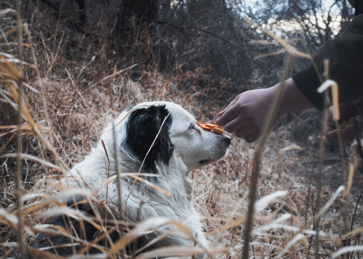 Functional treats for dogs. Picture of Person feeding whole food treats for his dog. 