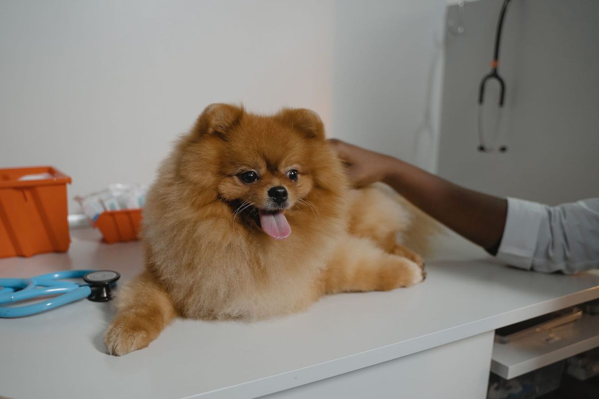 Veterinary Dog food. Is this a scam?