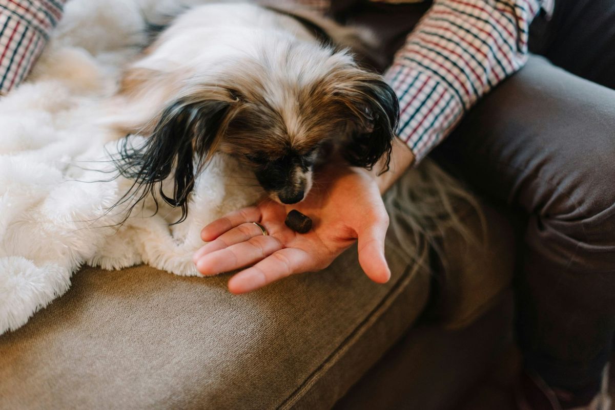 We Analyzed the Top 5 Dog Supplements. Here's What They Don't Want You to Read.