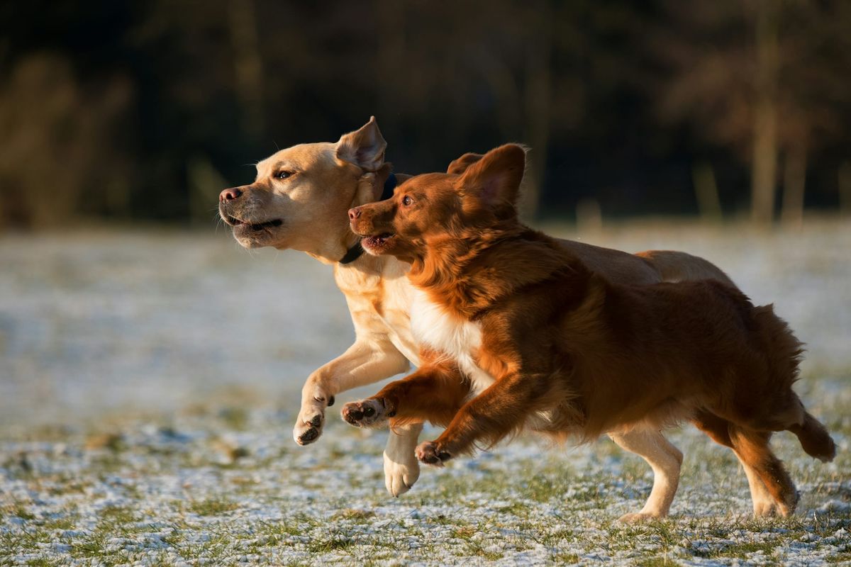 Healthy dogs run-in in the field with grate immune health. Vitamin K in dog diet