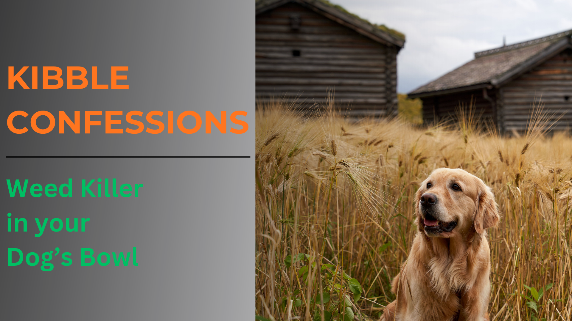 A graphic for Roast My Kibble featuring a golden retriever sitting in a golden wheat field.  "KIBBLE CONFESSIONS: Weed Killer in the Bowl.