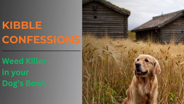 A graphic for Roast My Kibble featuring a golden retriever sitting in a golden wheat field.  "KIBBLE CONFESSIONS: Weed Killer in the Bowl.