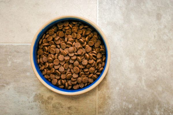 mystery meat meal - what animal sources go into meat meal in dog food.
