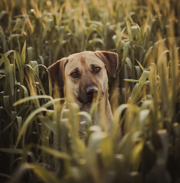 wheat gluten as industrial filler in commercial dog food.