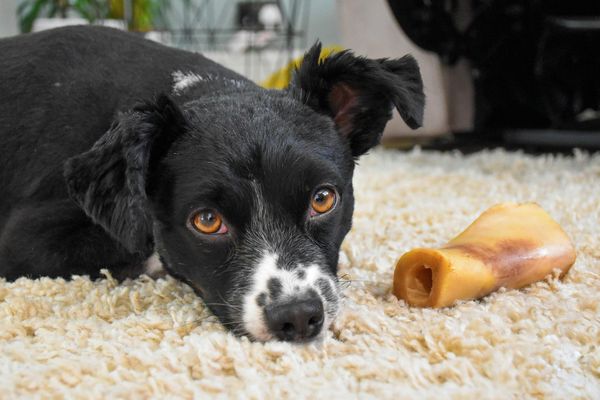 Animal fats in dog food. general animal fat mystery. 
