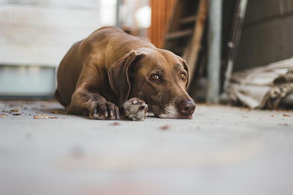 carrageenan d=source and inflamatory effects in dog food.