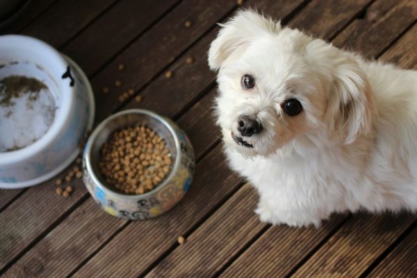 Dog looking skeptical of dog food. Dry kibble that is filled with grain and powdered cellulose