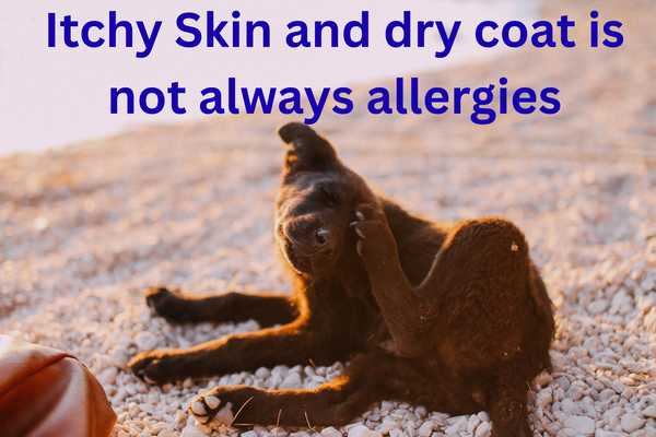 Dry ski in dogs. Dogs itching excessively. 