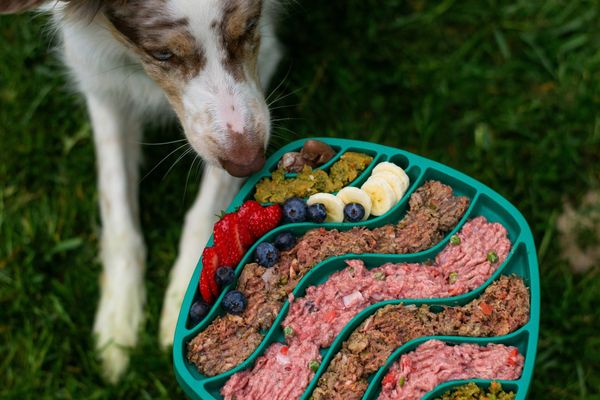 Dog Eating raw food. Beef liver for dogs